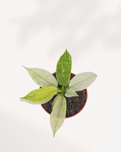 Top view of Philodendron Yellow Ghost highlighting lush variegated foliage and compact growth, ideal indoor houseplant available online and in store with Canada wide delivery.