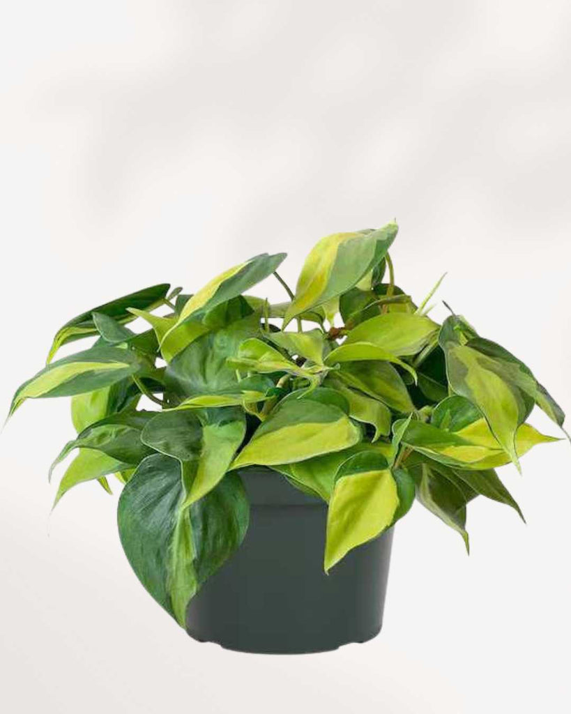 Philodendron Brasil 6" Pot - Medium