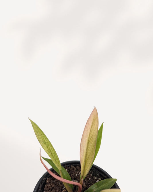 Philodendron Caramel Pluto