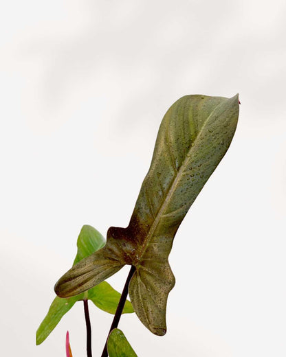 Philodendron Florida Bronze | Buy Online