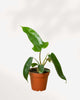 Philodendron Florida Green