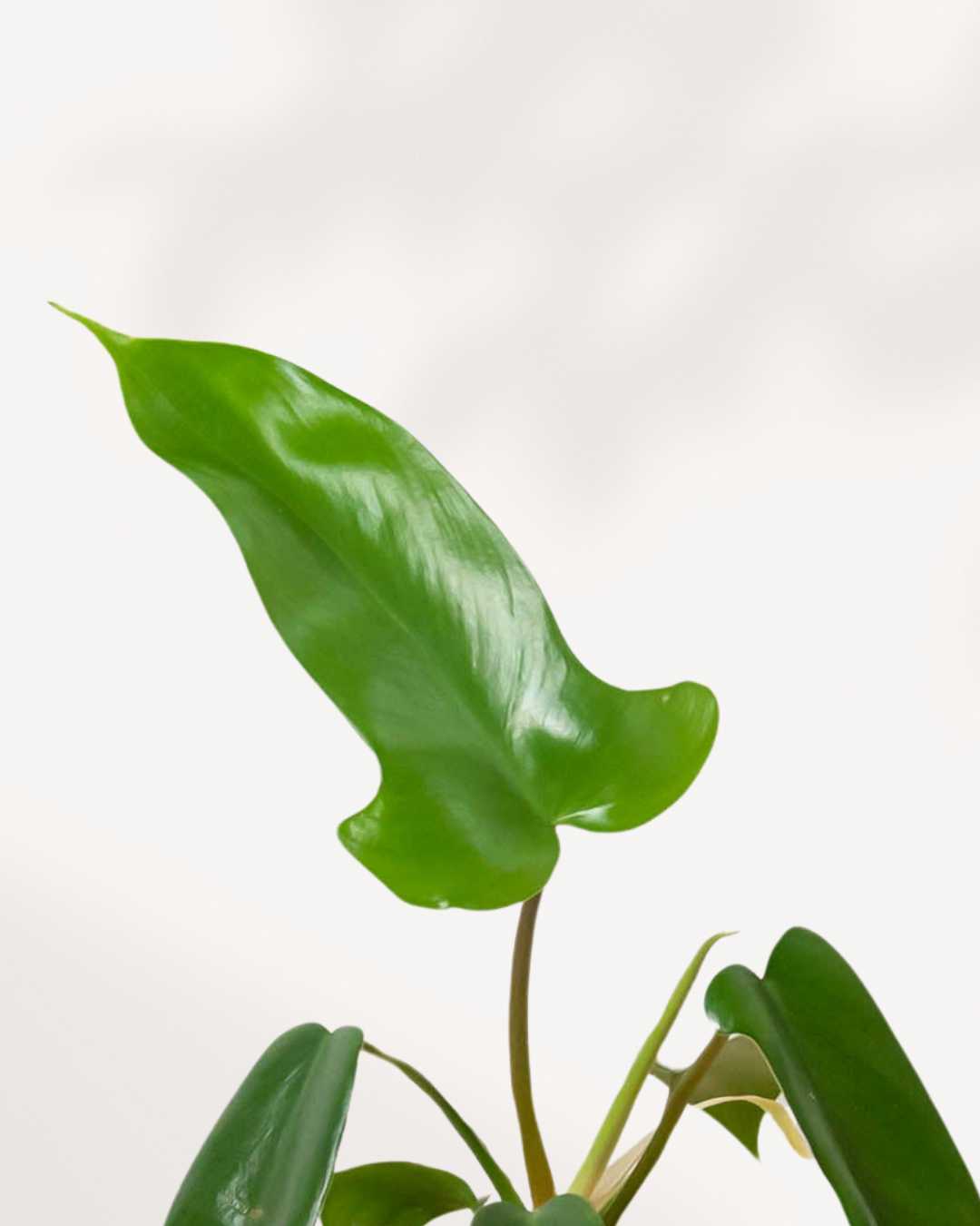 philodendron florida green juvenile Philodendron Florida Green | Buy Online | Easy Care Tropical Plant | Mygreenscape