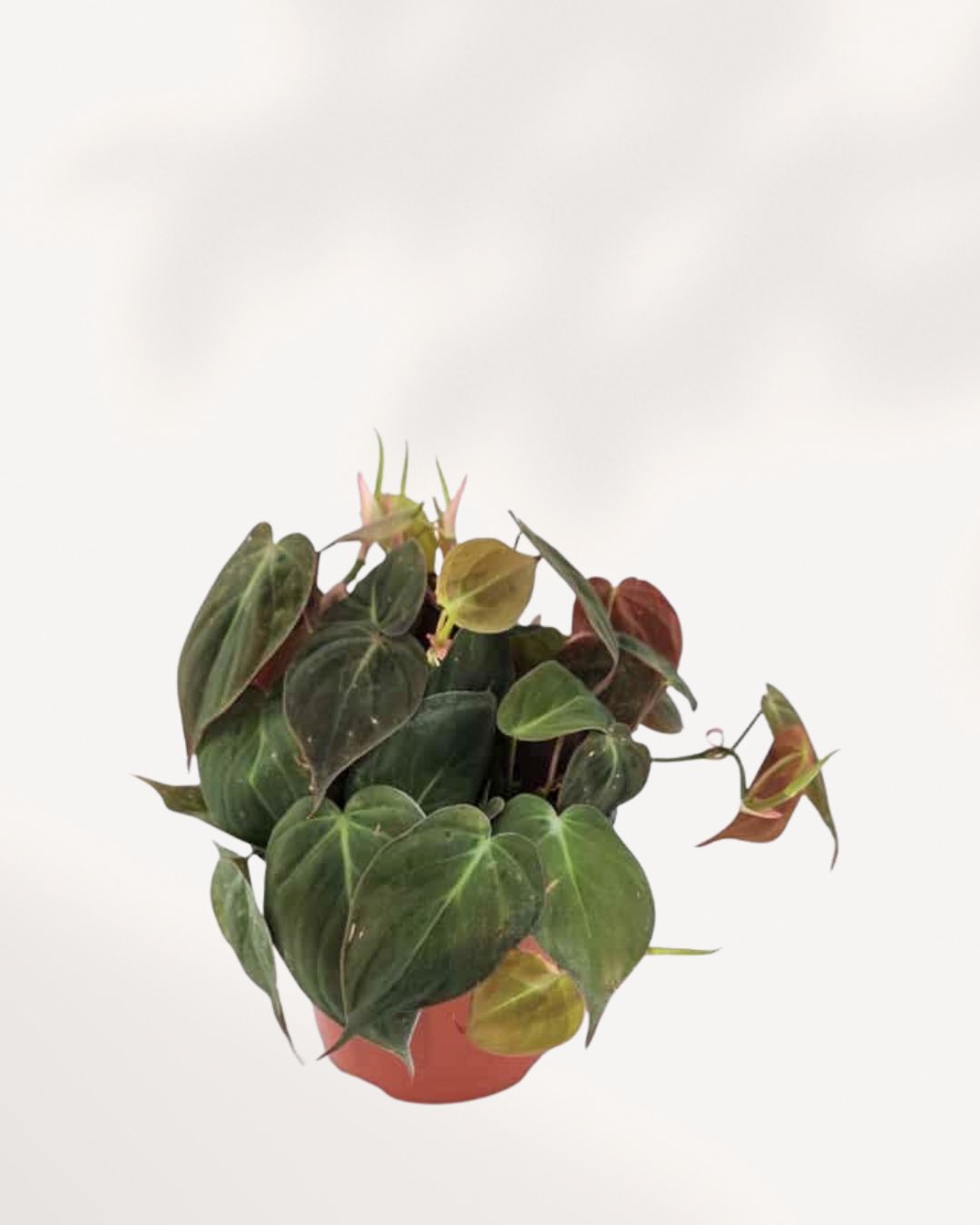 Philodendron Micans | Buy Online