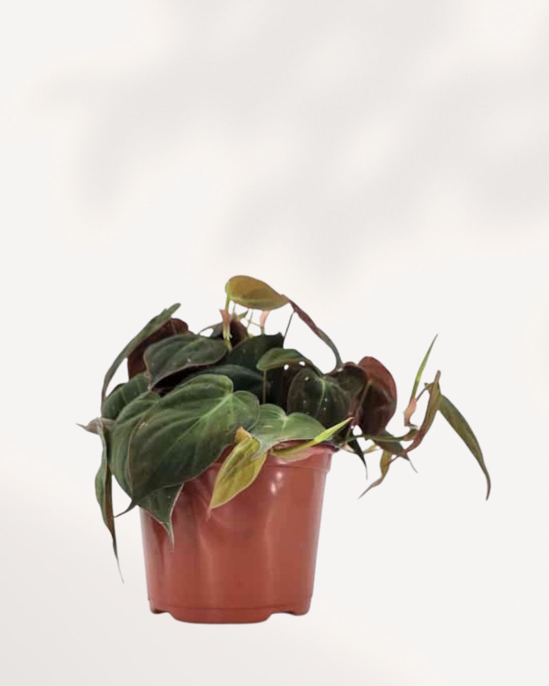 Philodendron Micans | Buy Online