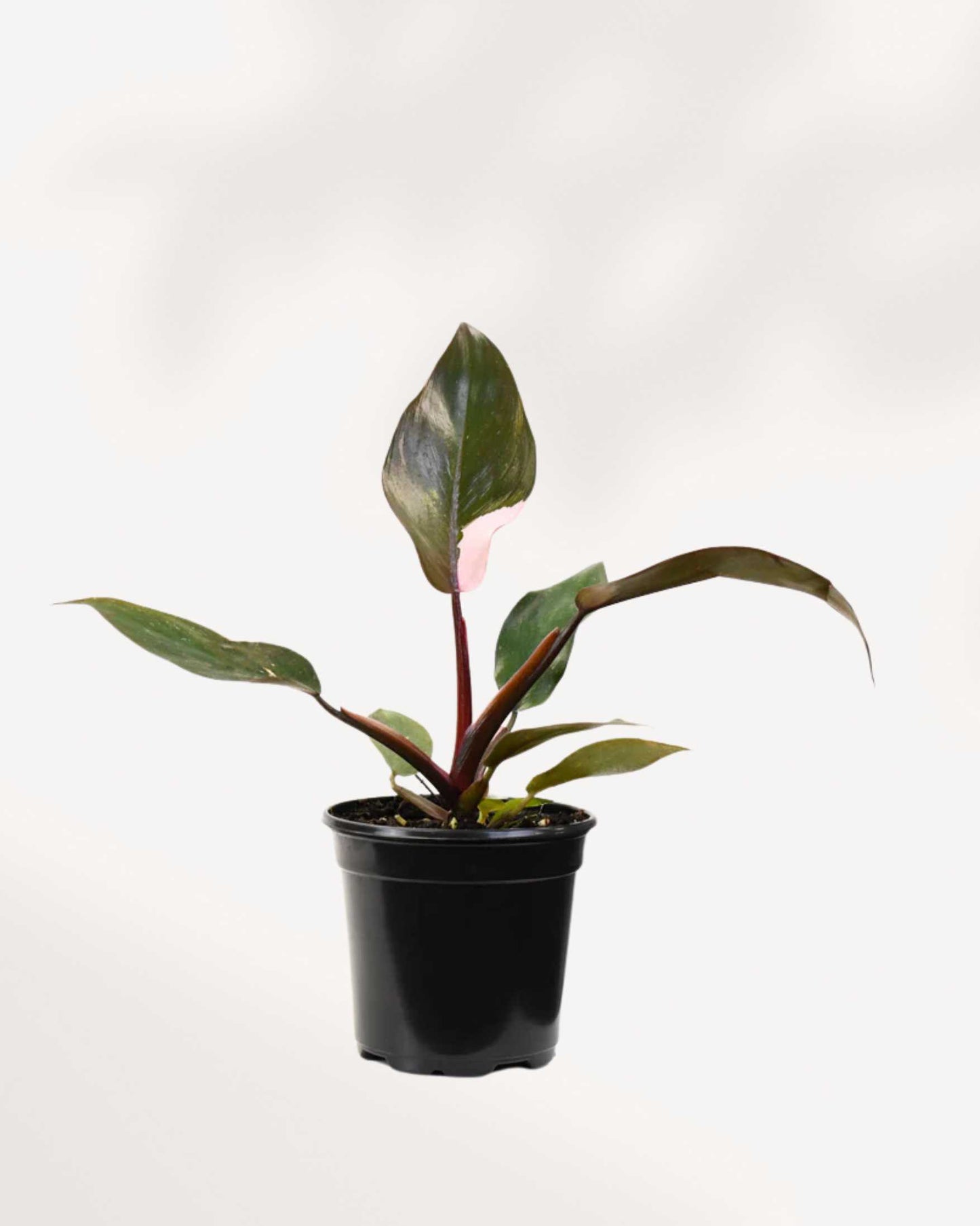 Philodendron Pink Princess | Buy Online