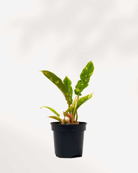 Philodendron Ring of Fire | Buy Online - Rare & Exotic Houseplant |  Mygreenscape