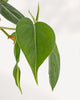 Close up of Philodendron Silver Stripe leaves featuring striking silver variegation and healthy glossy foliage, beautiful indoor plant available online and in store in Richmond Hill with Canada wide delivery.