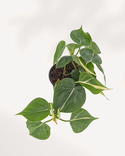 Top view of Philodendron Silver Stripe highlighting lush trailing growth and distinctive silver striped leaves, premium indoor plant delivered throughout GTA Toronto and Canada.