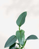 Philodendron Silver Sword