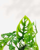 Monstera Adasonii - Swiss Cheese Plant Adansonii 2.5" Pot - X-Small | Buy Online
