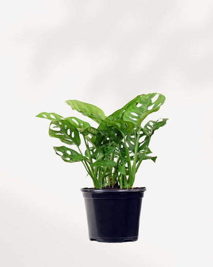 Monstera Adansonii | Buy Online