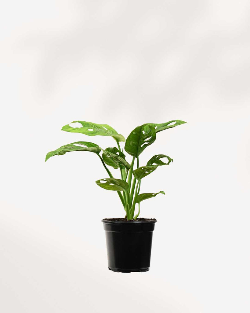 Monstera Adansonii 4" Pot - Small