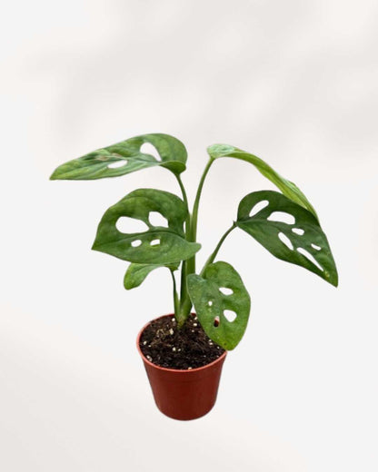 Monstera Adansonii | Buy Online