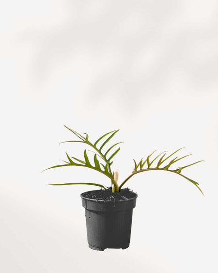 philodendron bipinnatifidum tortum Philodendron Tortum | Buy Online - Rare & Unique Indoor Plant | Mygreenscape
