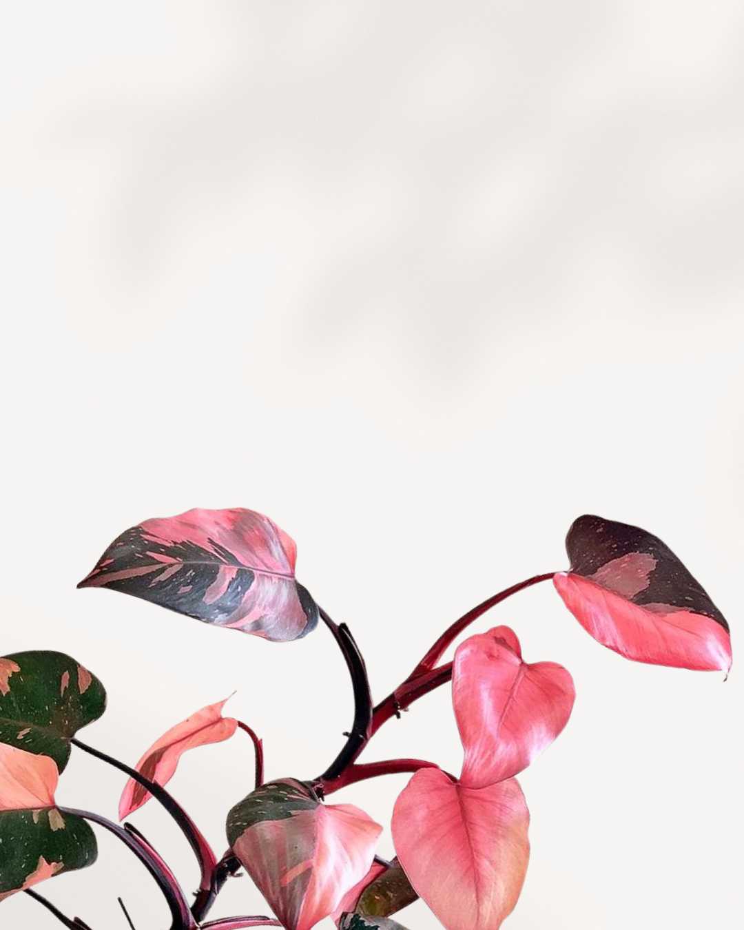 philodendron rose Philodendron Pink Princess | Perfect for any Decor Style | Mygreenscape