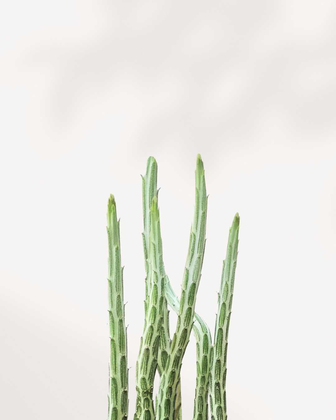 Pickle Cactus | Buy Online