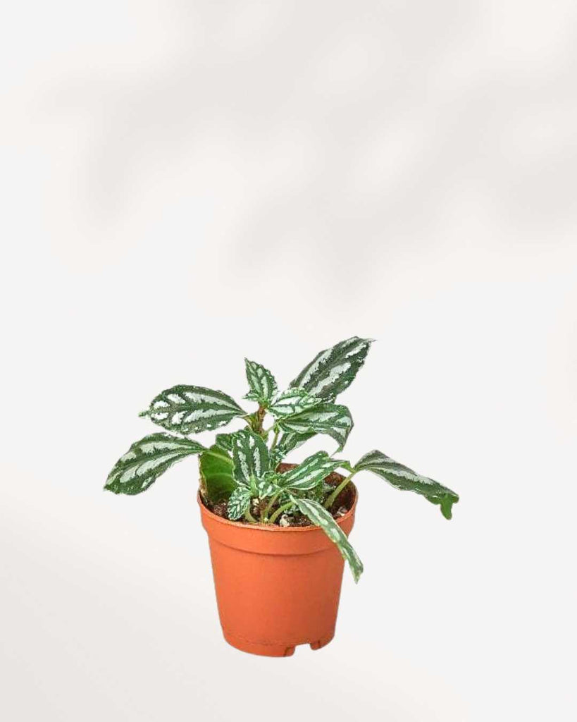 Pilea Cadierei Aluminum Plant 3.5" - Pot XSmall