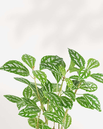 Pilea Cadierei Aluminum Plant | Buy Online