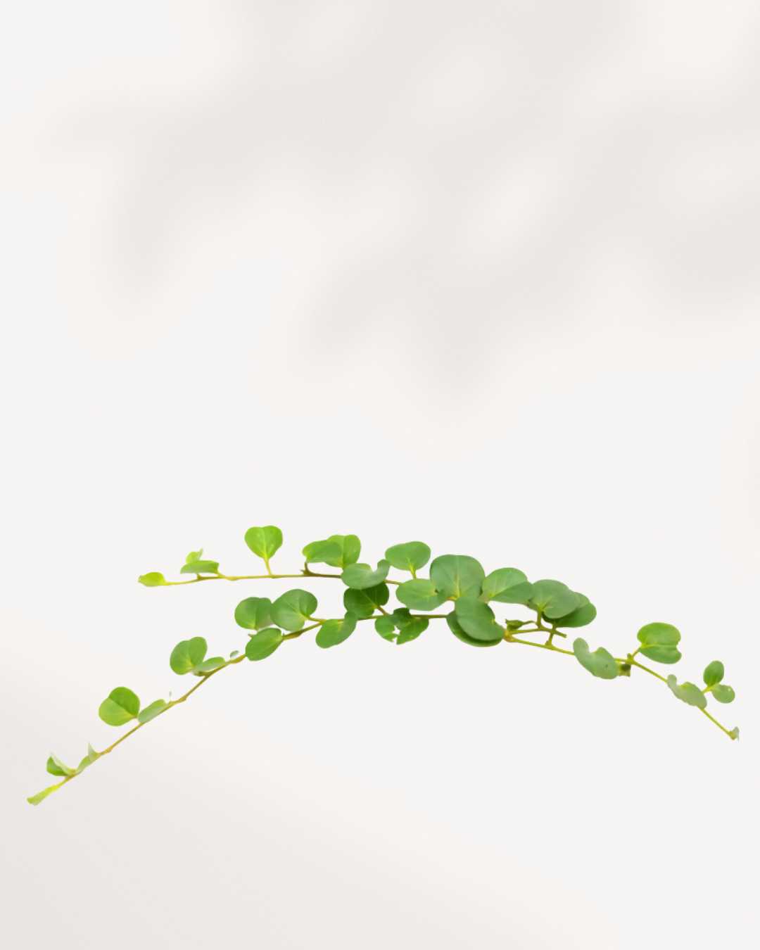 Pilea Depressa Baby Tears | Buy Online