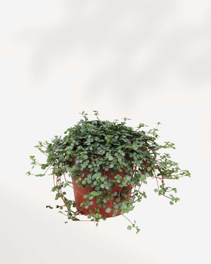 Pilea Glauca | Buy Online