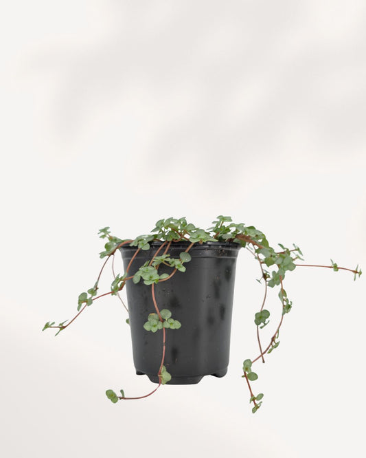 Pilea Glauca Aquamarine