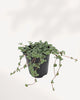 Pilea Glauca Aquamarine