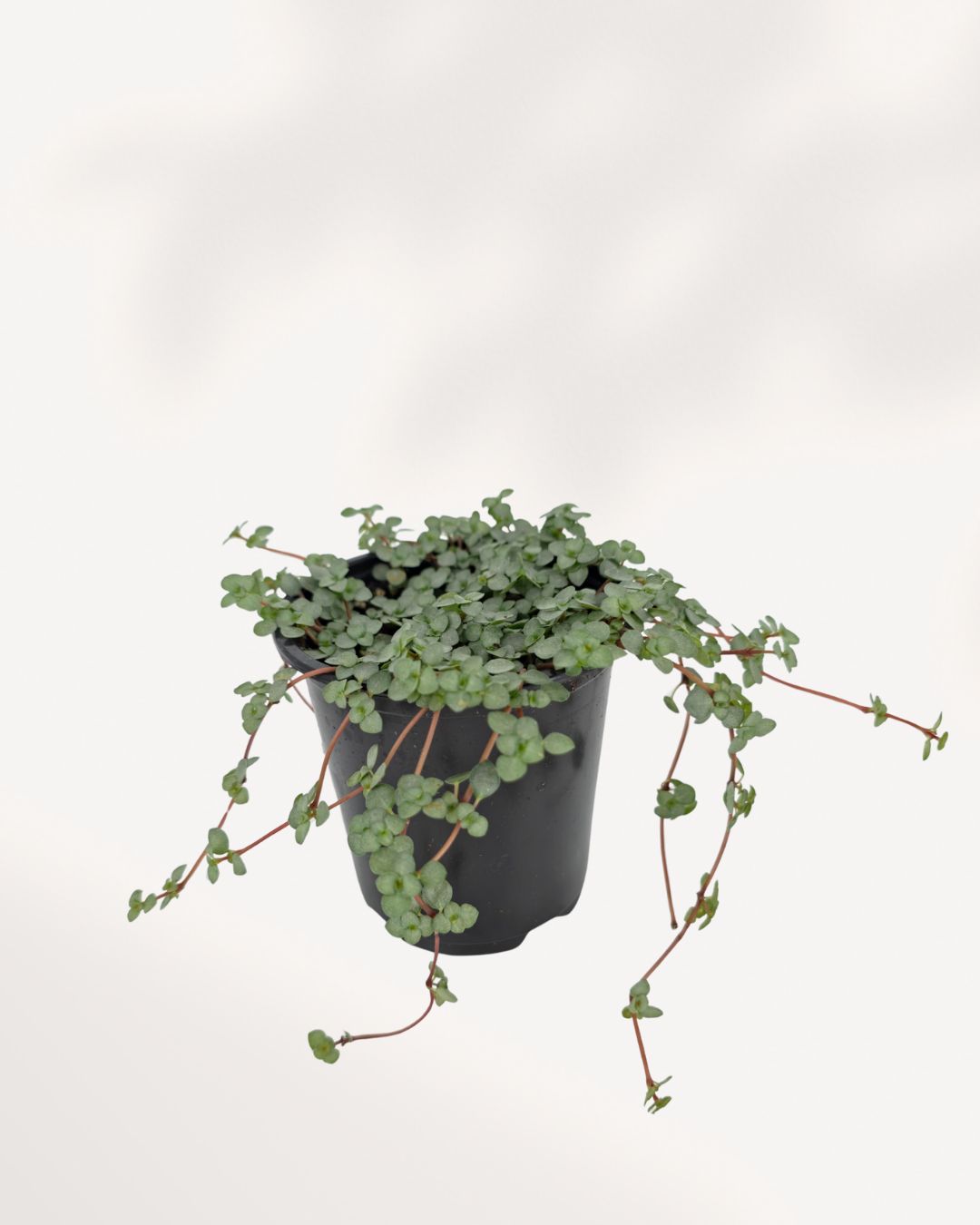 Pilea Glauca Aquamarine