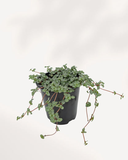 Pilea Glauca Aquamarine