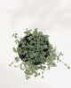Pilea Glauca Aquamarine