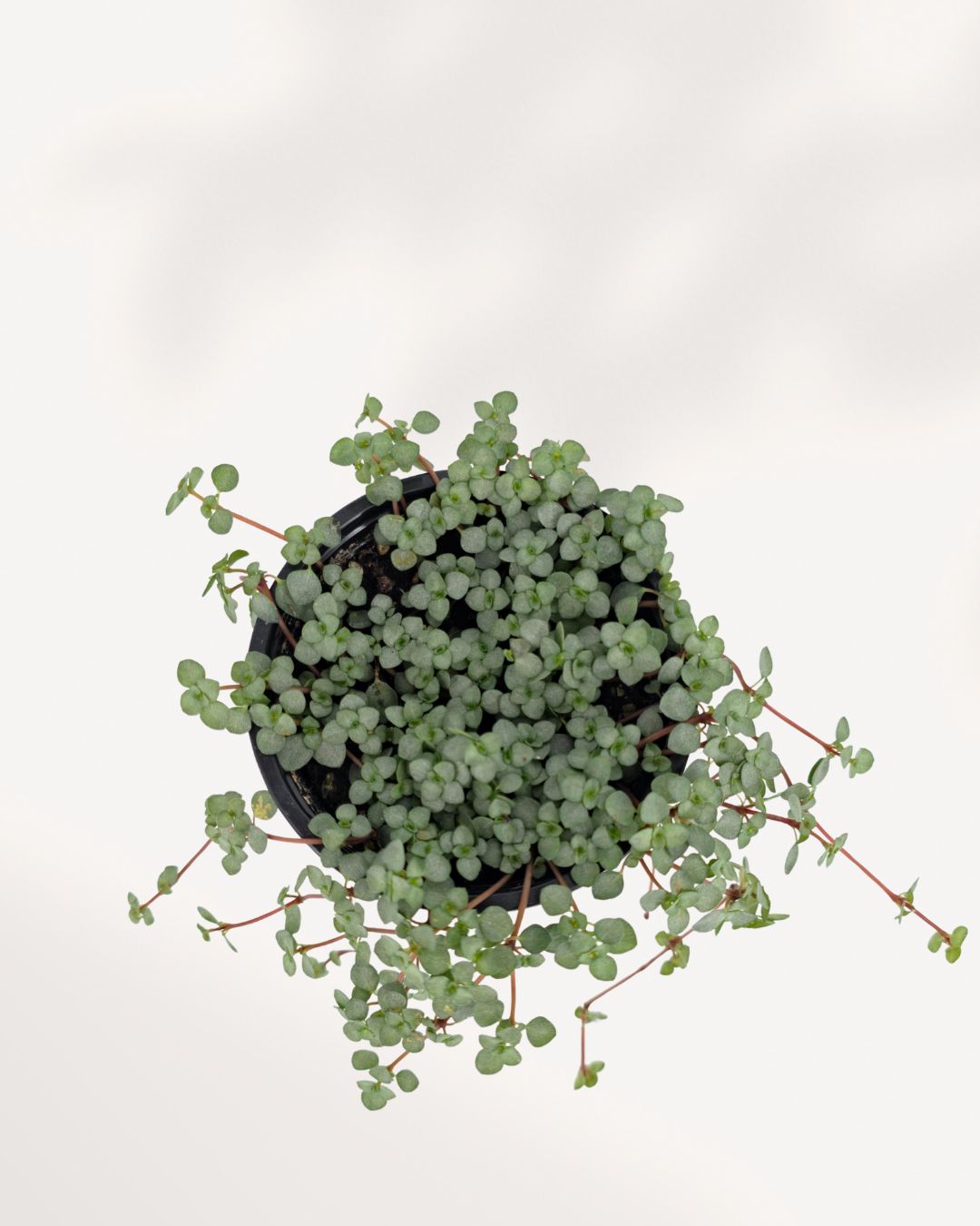 Pilea Glauca Aquamarine