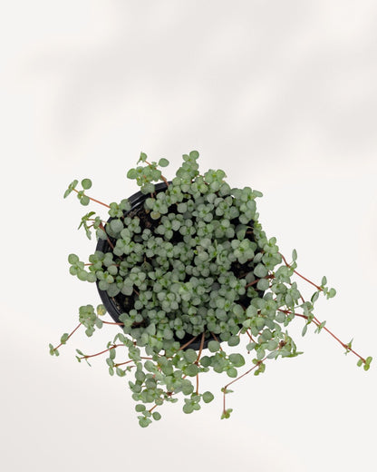 Pilea Glauca Aquamarine