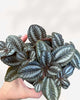 Pilea Involucrata 3.5" - Pot XSmall