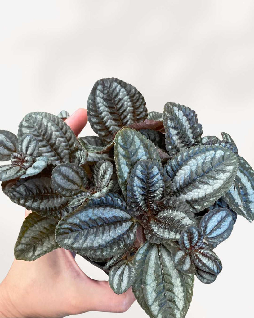 Pilea Involucrata 3.5" - Pot XSmall