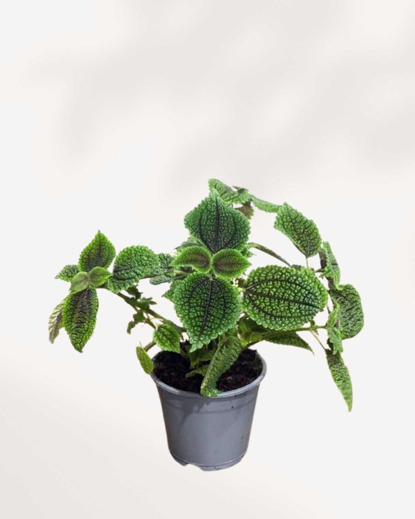 Pilea Moon Valley | Buy Online Pro Tip and Care Guide - Delivery from Toronto across Canada - Mygreenscape