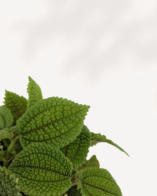 Pilea Moon Valley