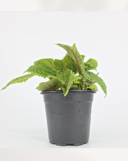 Vallée de la Lune de Pilea
