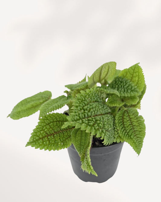 Pilea Moon Valley