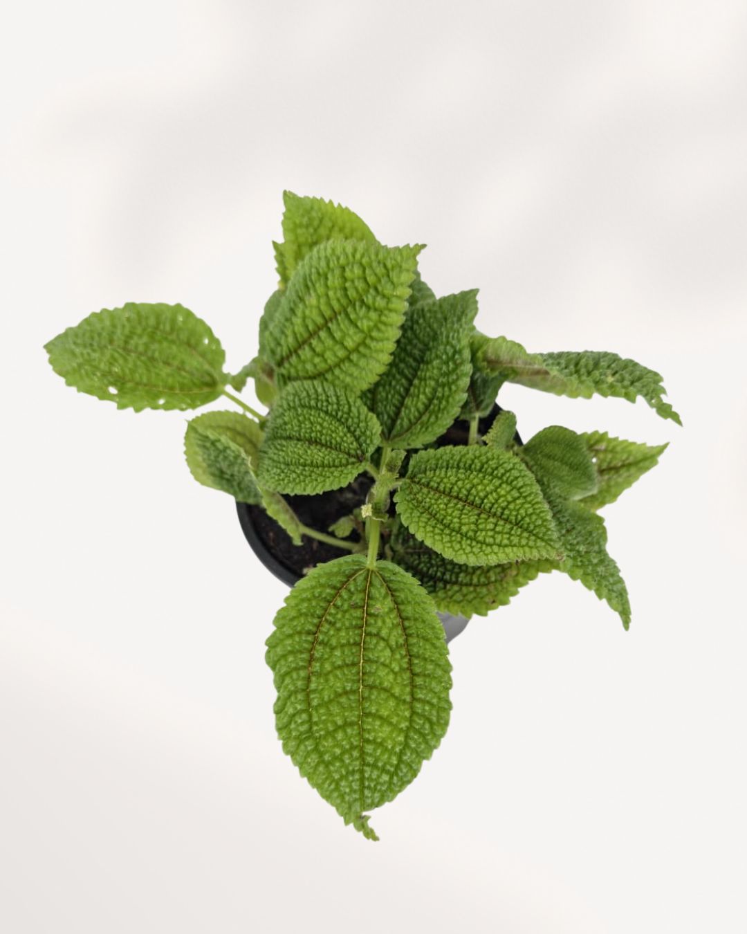 Vallée de la Lune de Pilea