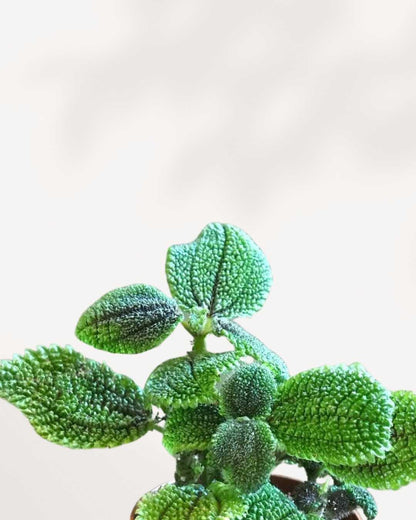 Pilea Moon Valley | Buy Online