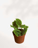 Pilea Moon Valley | Buy Online Pro Tip and Care Guide - Delivery from Toronto across Canada - Mygreenscape