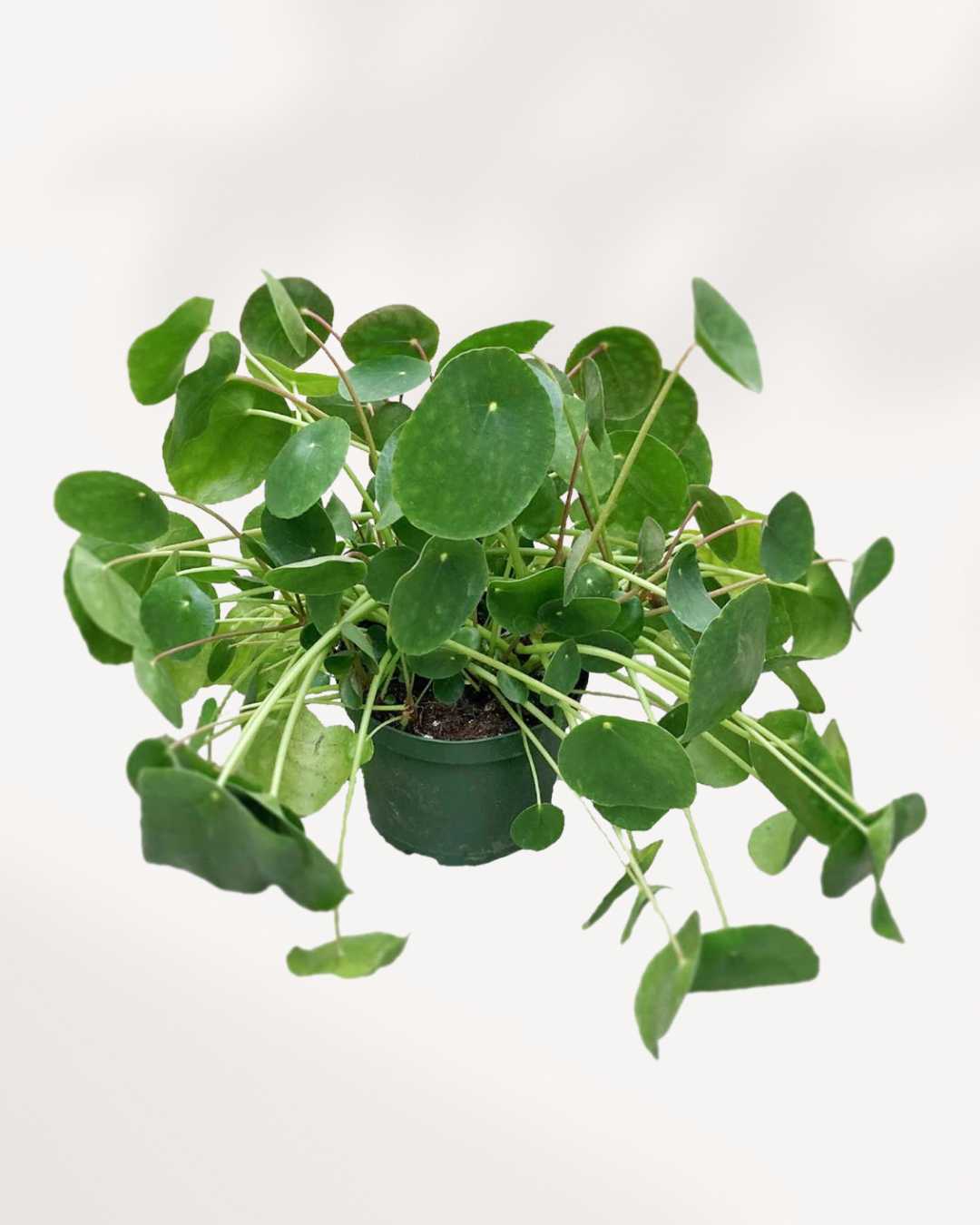 chinese money plant canada Pilea Peperomioides - Chinese Money Plant | Mygreenscape