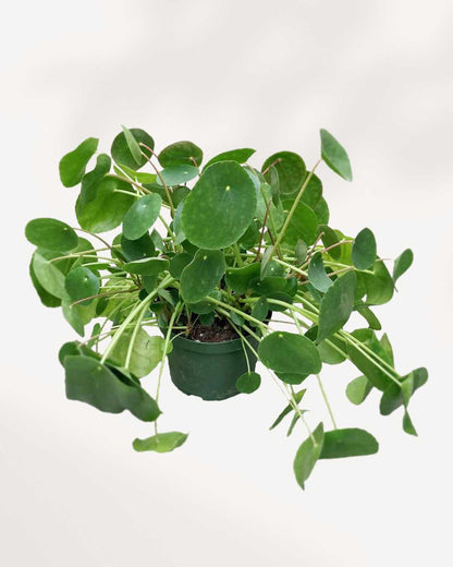 Pilea Peperomioides (Chinese Money Plant)