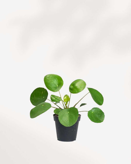 chinese money plant canada Pilea Peperomioides - Chinese Money Plant | Mygreenscape