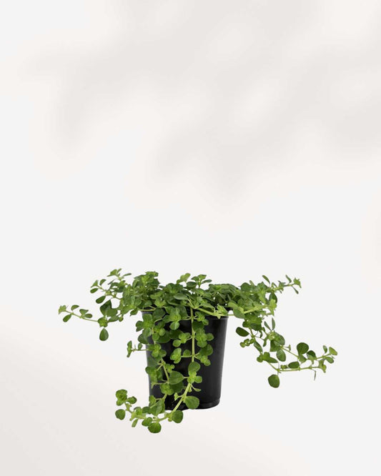 Pilea Depressa Baby Tears 3.5" - Pot Small