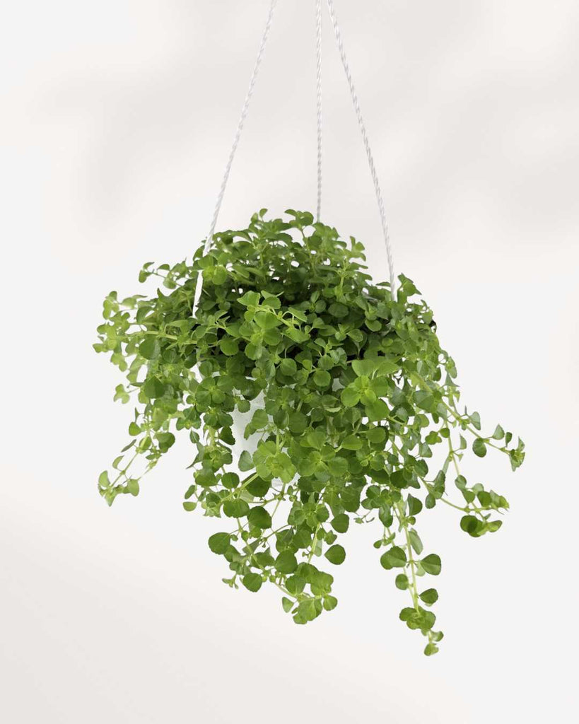 Pilea Depressa Baby Tears