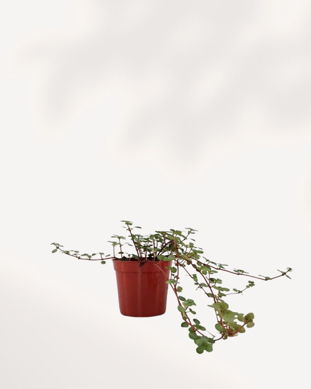 Pilea Glauca | Buy Online Pro Tip and Care Guide - Delivery from Toronto across Canada - Mygreenscape