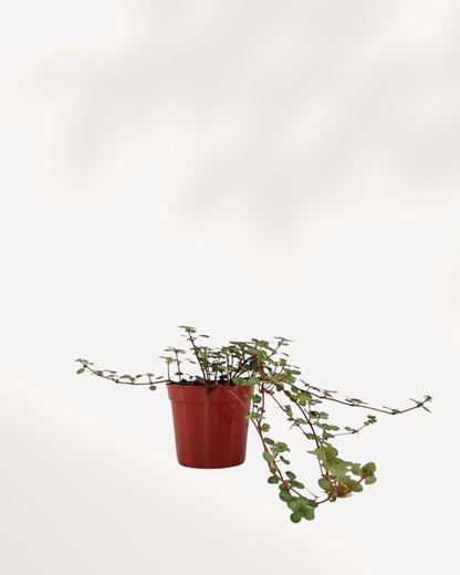Pilea Glauca | Buy Online Pro Tip and Care Guide - Delivery from Toronto across Canada - Mygreenscape