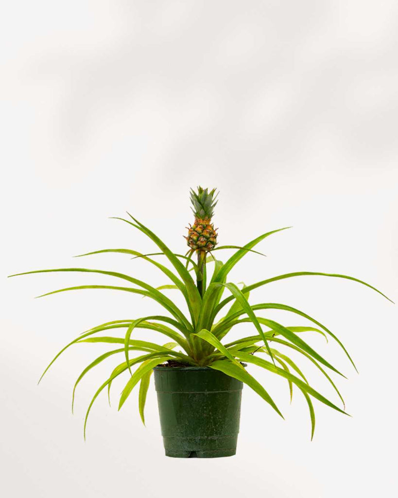 Pineapple Plant 6" Pot - Medium