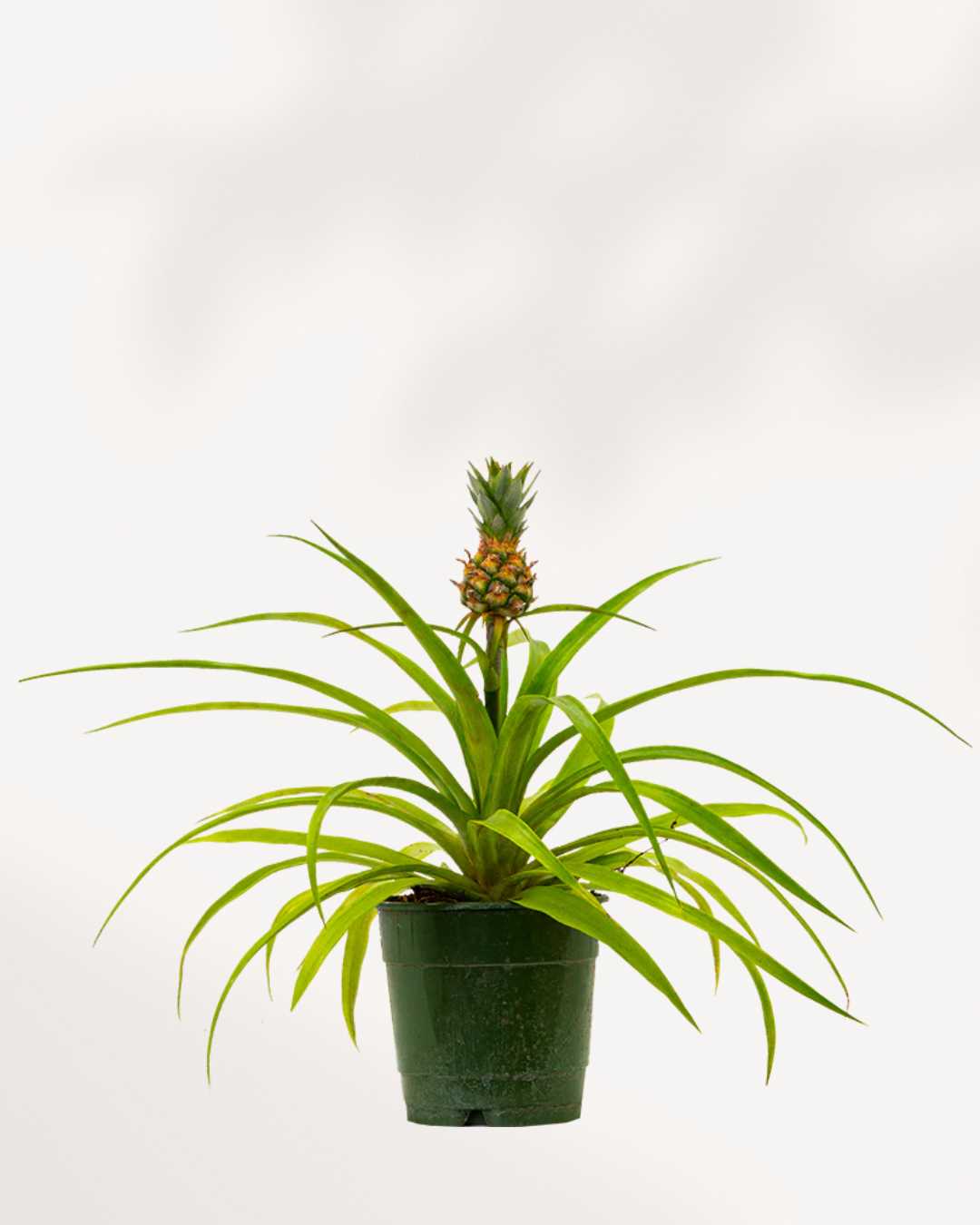 Pineapple Plant | Buy Online