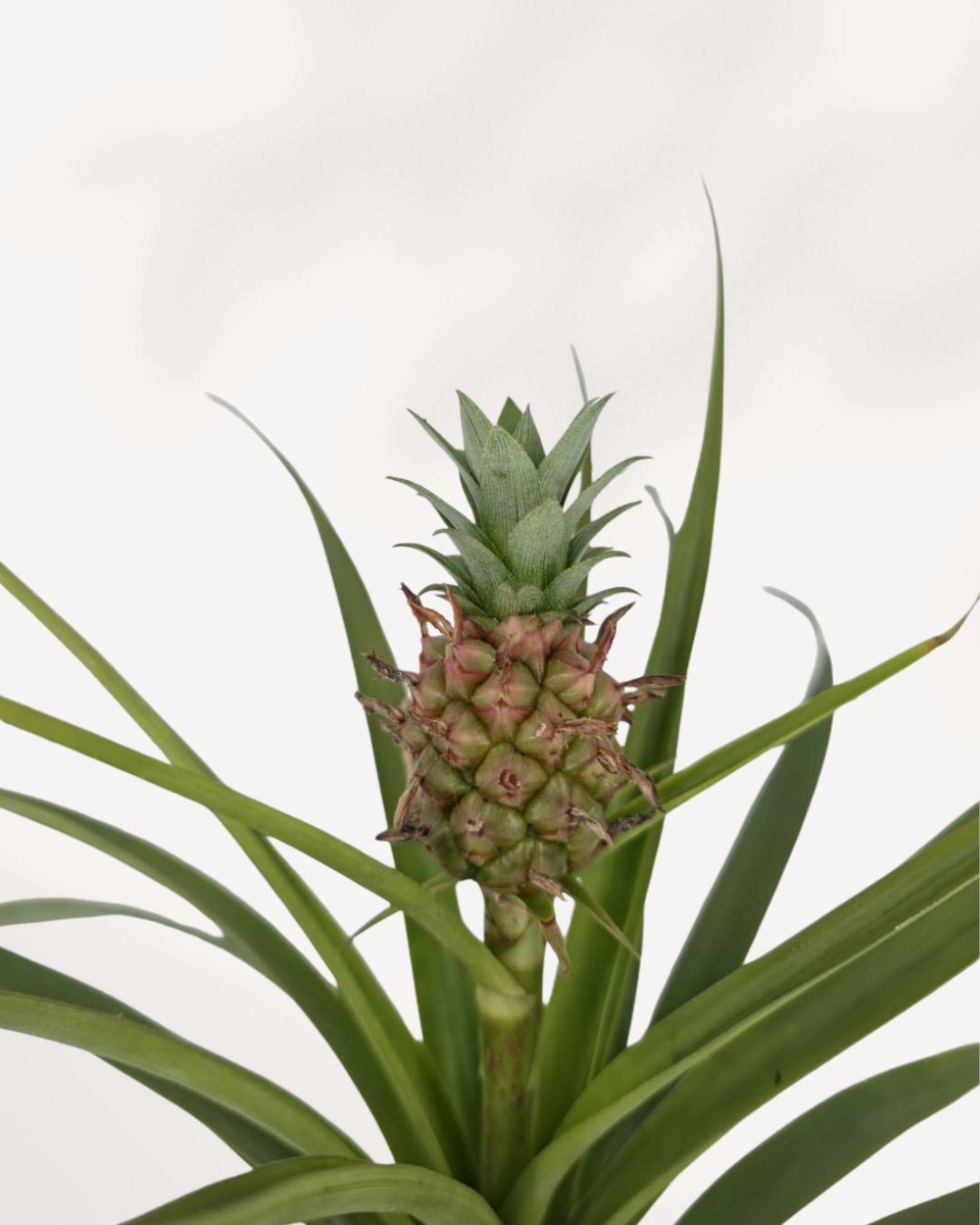 pineapple indoor plant Pineapple Plant | Buy Online - Bring a Tropical Touch to Your Home | Mygreenscape